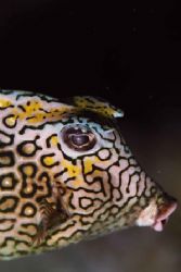 Honeycomb Cowfish. Bonaire. by Jacques Miller 